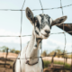 AppHealthCare and UNC Health Appalachian Coordinate Response to Potential Rabies Exposure