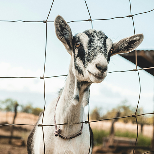 AppHealthCare and UNC Health Appalachian Coordinate Response to Potential Rabies Exposure