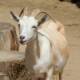 AppHealthCare and Ashe Memorial Hospital Coordinate Response to Potential Rabies Exposure
