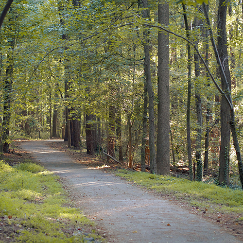 Walking Path Photo